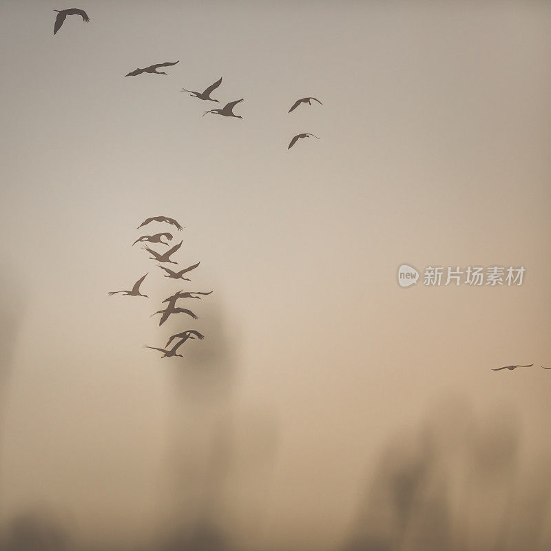 天空中常见鹤群的鸟类迁徙(Grus Grus)